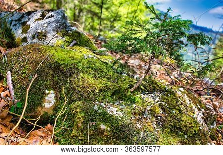Small Mini-tree Growing On A Mossy Stone, Moss And Lichen Covered A Small Rock