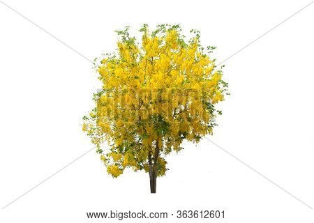 Branch Of Tabebuia Or Golden Tree Or Tallow Pui Tree On Isolated, An Evergreen Leaves Plant Di Cut O