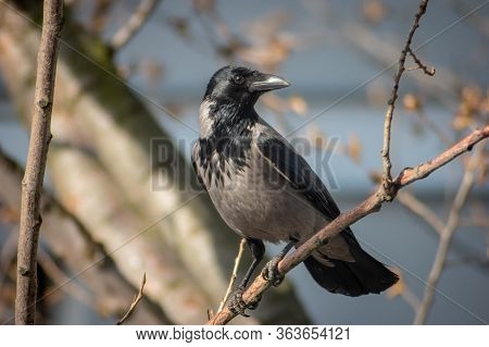Hooded Crow (corvus Cornix) Looking From The Side When Sitting On The Tree Branch At Noon. Black And
