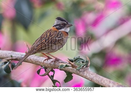 Incredible Bird Resting With Great Confidence On A Branch