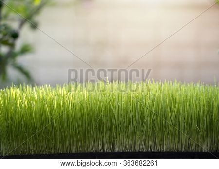 Wheatgrass And Juice On White Background ,healthy Dring