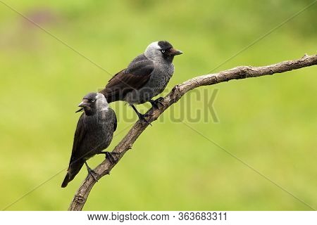 The Western Jackdaw (coloeus Monedula), Also The Eurasian Jackdaw, European Jackdaw, Or Simply Jackd