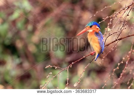 The Malachite Kingfisher (corythornis Cristatus) Sitting On The Reed. Kingfisher With Green Backgrou
