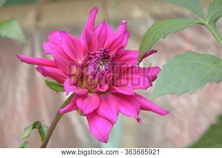 Close Up Of Beautiful Pinkish Dahlia Pinnata Flower With Green Leaves Growing In Garden, Selective F