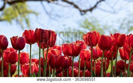 Tulip Festival. Nature. Flora. Garden. Plant. Red