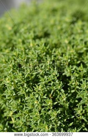 Thyme Compact Leaves - Latin Name - Thymus Vulgaris Compactus