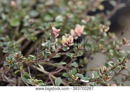 Foxley Thyme Leaves - Latin Name - Thymus Pulegioides Foxley