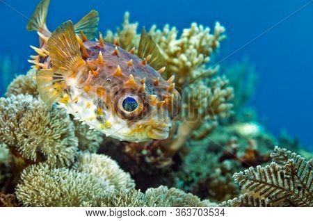 Hedgehog Fish Swims Above The Corals On The Background Of Blue Water. This Type Of Fish Becomes A Pr