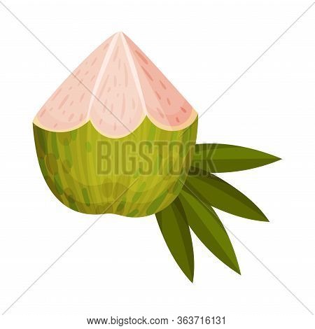 Green Coconut With Long Pinnate Palm Leaf And White Inner Flesh Vector Illustration