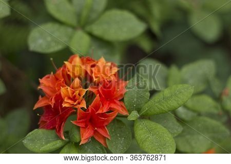 Big Azalea Or Rhododendron In Garden. Season Of Flowering Azaleas (rhododendron) At Botanical Garden