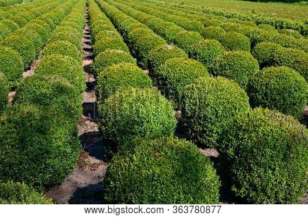 Plantation With Rows Of Evergreen Buxus Boxwood Plants In Ball Shape
