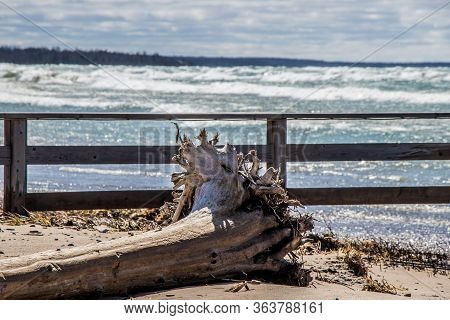A Large Piece Of Driftwood On Sauble Beach, Ontario, Canada