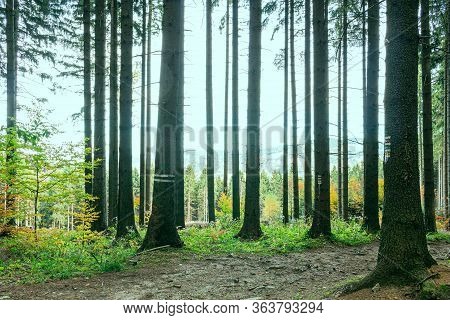 Lovely Late Summer Forest Landscape With Warm Evening Sunlight Backlighting The Trees