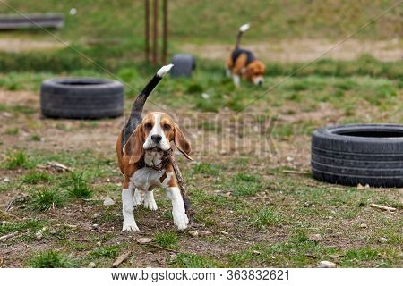 One Beagle Dog Runs With A Toy On The Street At The Playground