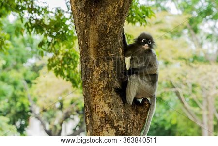 Dusky Monkey Sitting On A Tree And Looking To The Left In Khao Lommuak Thailand