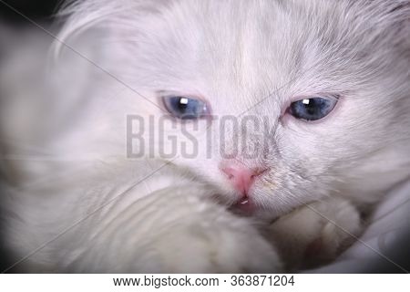 Turkish Angora With Blue Eyes, Close Up