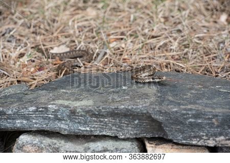 Viper On A Journey Looking For Sunshine Or Something To Eat