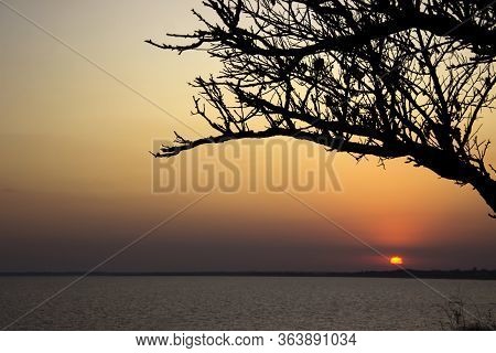 The Contour Of A Tree With Branches Without Leaves On A Sunset Background, Ochakov, Ukraine. The Tre