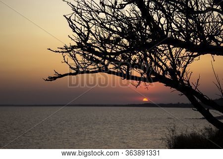 The Contour Of A Tree With Branches Without Leaves On A Sunset Background, Ochakov, Ukraine. The Tre