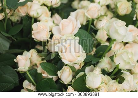 Peach Avalanche Rose Bush Background In A Greenhouse