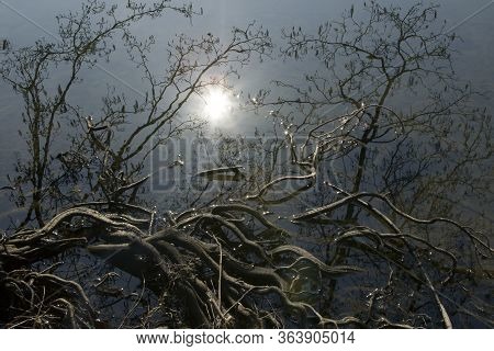 The Roots Of Trees In The Water. Reflection Of Tree Branches, The Sun And Its Rays In The Dark Water