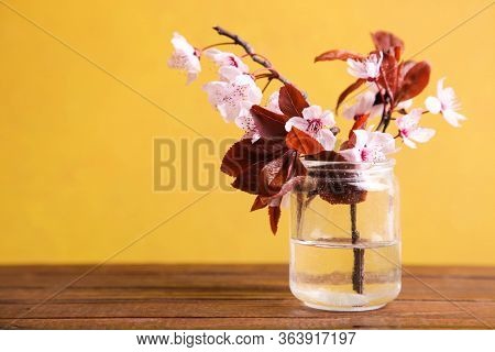 Flowering Pissardi Plum Branch In A Jar On A Yellow Background.