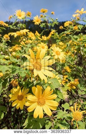 Closeup Of The Tree Marigold (mexican Sunflower) On The High Mountain In The National Park, Vivid An