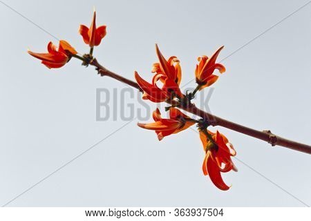 Polash Flower In Full Bloom