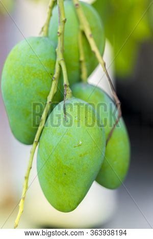 Some Mango Growing On Tree In Areas District Of Thakurgong, Bangladesh.