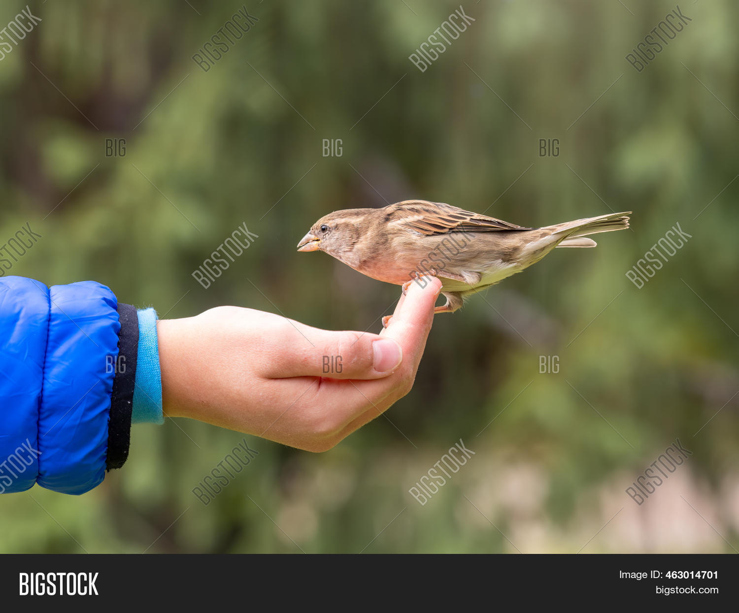 Boy Feeds Birds Seeds Image & Photo (Free Trial) Bigstock