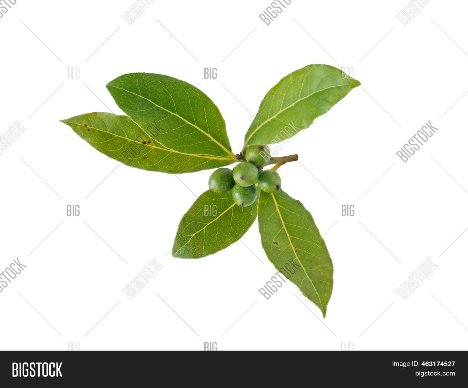 Bay Laurel Leaves Image & Photo (Free Trial) Bigstock