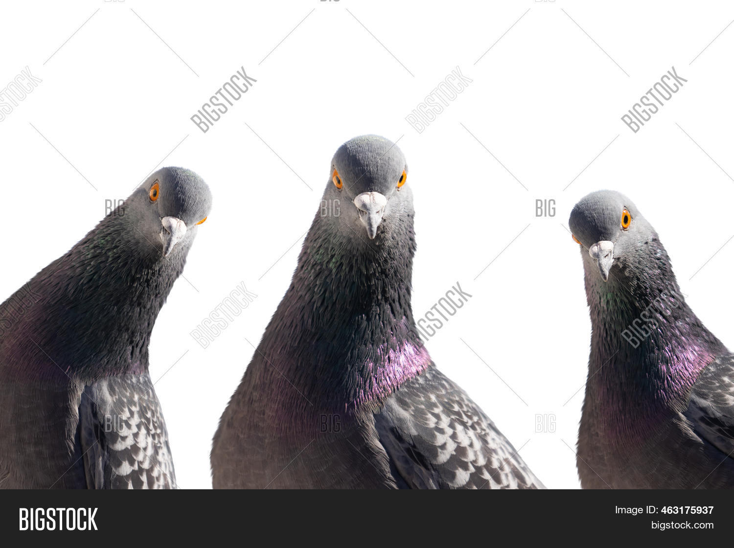 Pigeons Looking Camera Image & Photo (Free Trial) | Bigstock