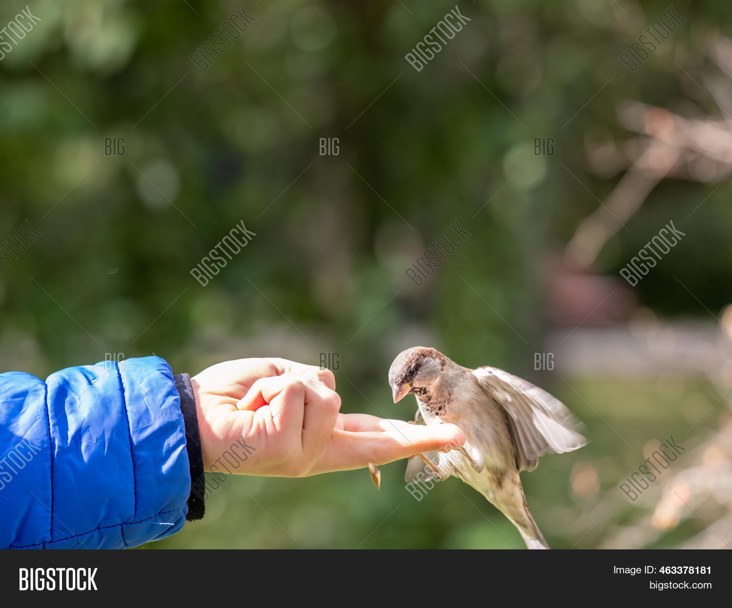 Boy Feeds Birds Seeds Image & Photo (Free Trial) Bigstock