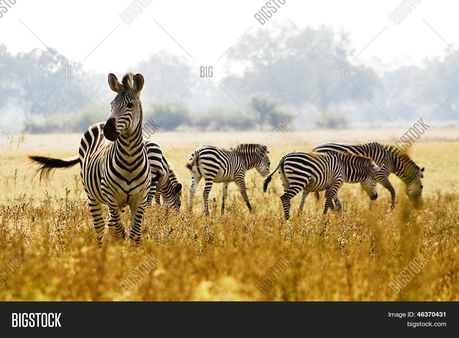 Zebra Herd Wild Image & Photo (Free Trial) Bigstock