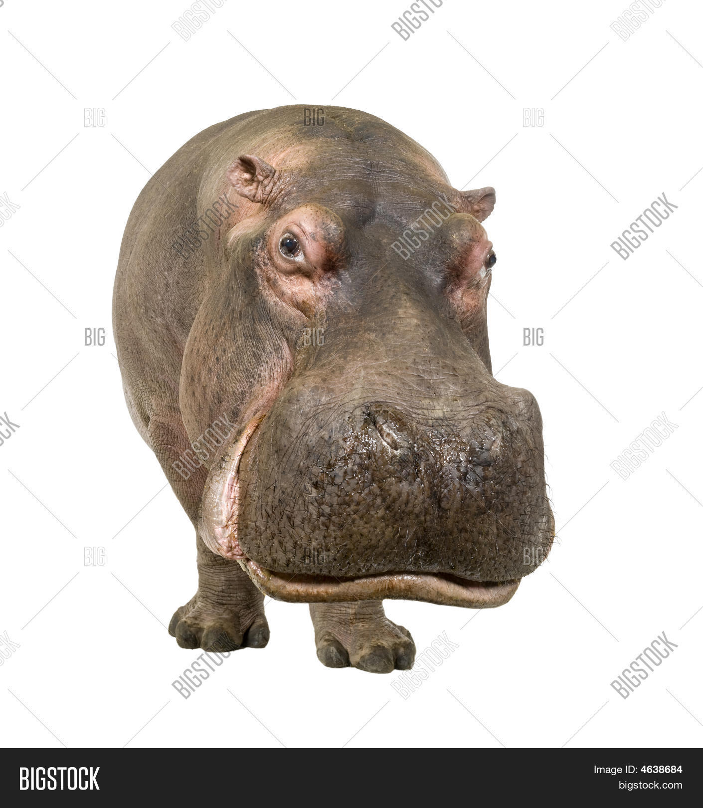Синий бегемотик. Носорог бегемот и гиппопотам. Веселый бегемотик. Обыкновенный бегемот. Бегемот на гуще.