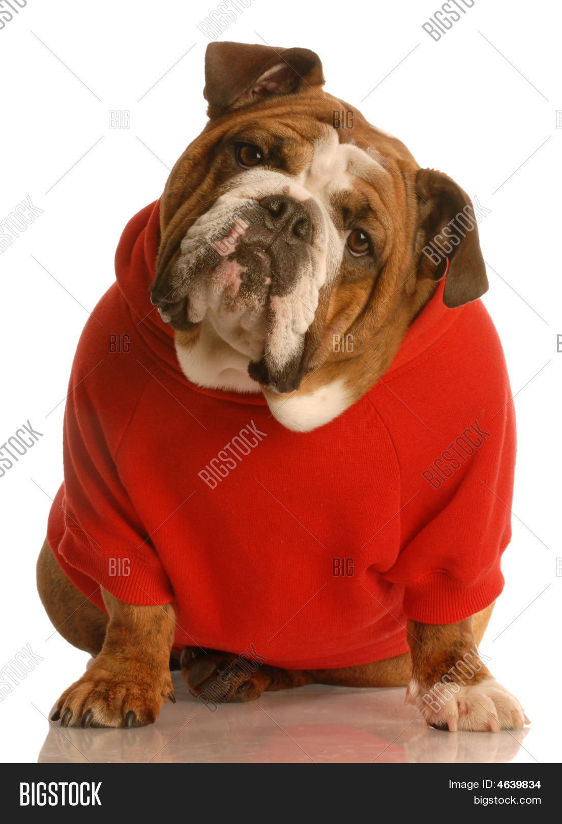 Bulldog Red Sweater Image & Photo (Free Trial) Bigstock