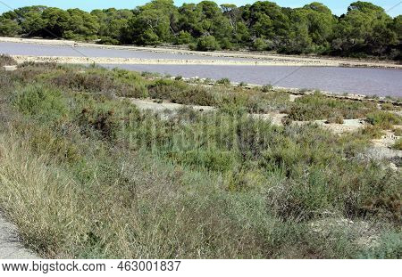 The Natural Reserve Of The Salinas Of Ibiza And Formentera A Spectacle Of The Balearic Islands In Sp