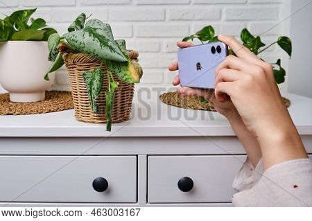 Woman Hands With A Mobile Apple Iphone Take A Photo And Video Of A Withered Plant In A Pot, Home Liv