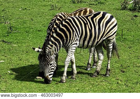 Plains Zebra Known As The Common Or Maneless Zebra, Equus Quagga Borensis Or Equus Burchellii - Keny