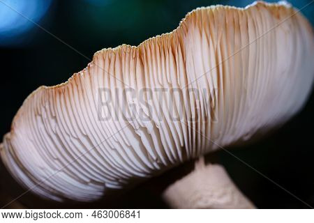 The Mushroom Lamellae On The Underside Of The Cap Produce Microscopic Spores Necessary For The Fungu