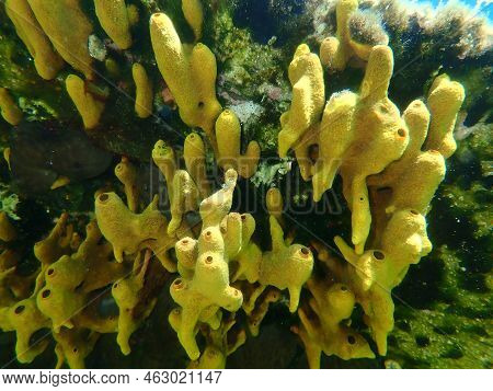 Yellow Tube Sponge Or Aureate Sponge (aplysina Aerophoba) Undersea, Aegean Sea, Greece, Halkidiki