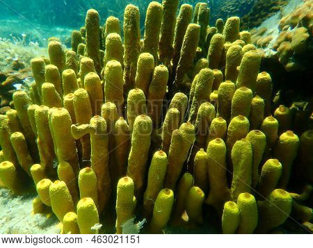 Yellow Tube Sponge Or Aureate Sponge (aplysina Aerophoba) Undersea, Aegean Sea, Greece, Halkidiki