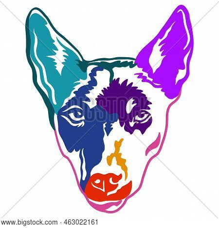 Australian Kelpie Dog Color Contour Portrait. Dog Head Front View Vector Illustration Isolated On Wh