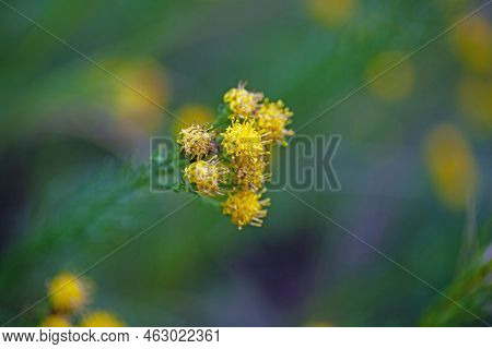 Goldilocks Aster, Galatella Linosyris