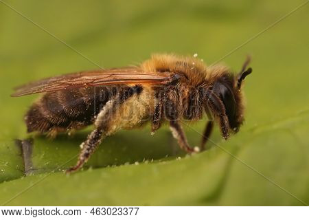 Detailed Closeup On A Furry Brown Female Chocolate Mining Bee, Andrena Scotica Loaded With Pollen