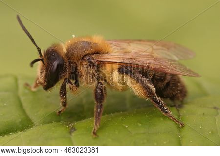 Detailed Closeup On A Furry Brown Female Chocolate Mining Bee, Andrena Scotica Loaded With Pollen