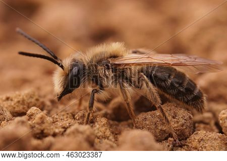 Closeup On A Hairy Brown Male Chocolate Mining Bee, Andrena Scotica Sitting Up Right In The Sand