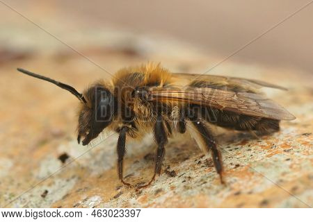 Detailed Closeup On A Furry Brown Female Chocolate Mining Bee, Andrena Scotica Sitting In The Sand