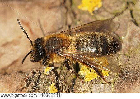 Detailed Closeup On A Furry Brown Female Chocolate Mining Bee, Andrena Scotica Sitting With Open Win