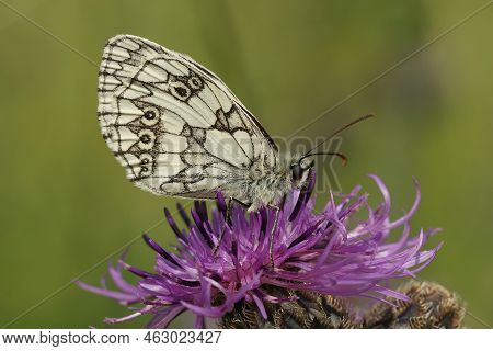 Detailed Closeup On A Marbled White Butterfly, Melanargia Galathea On A Purple Knapweed Flower